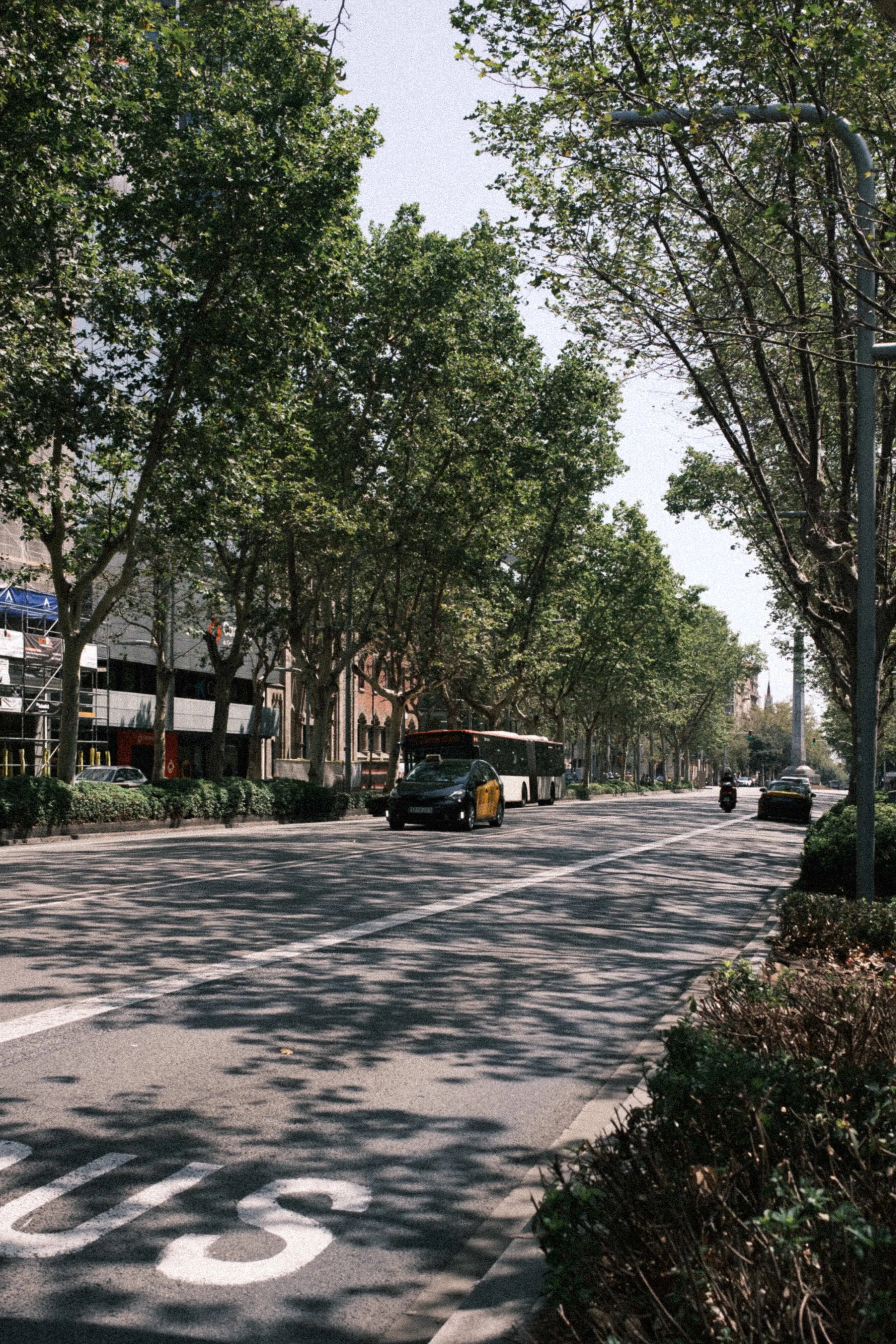 Tree lined avenue with cars and bus in barcelona