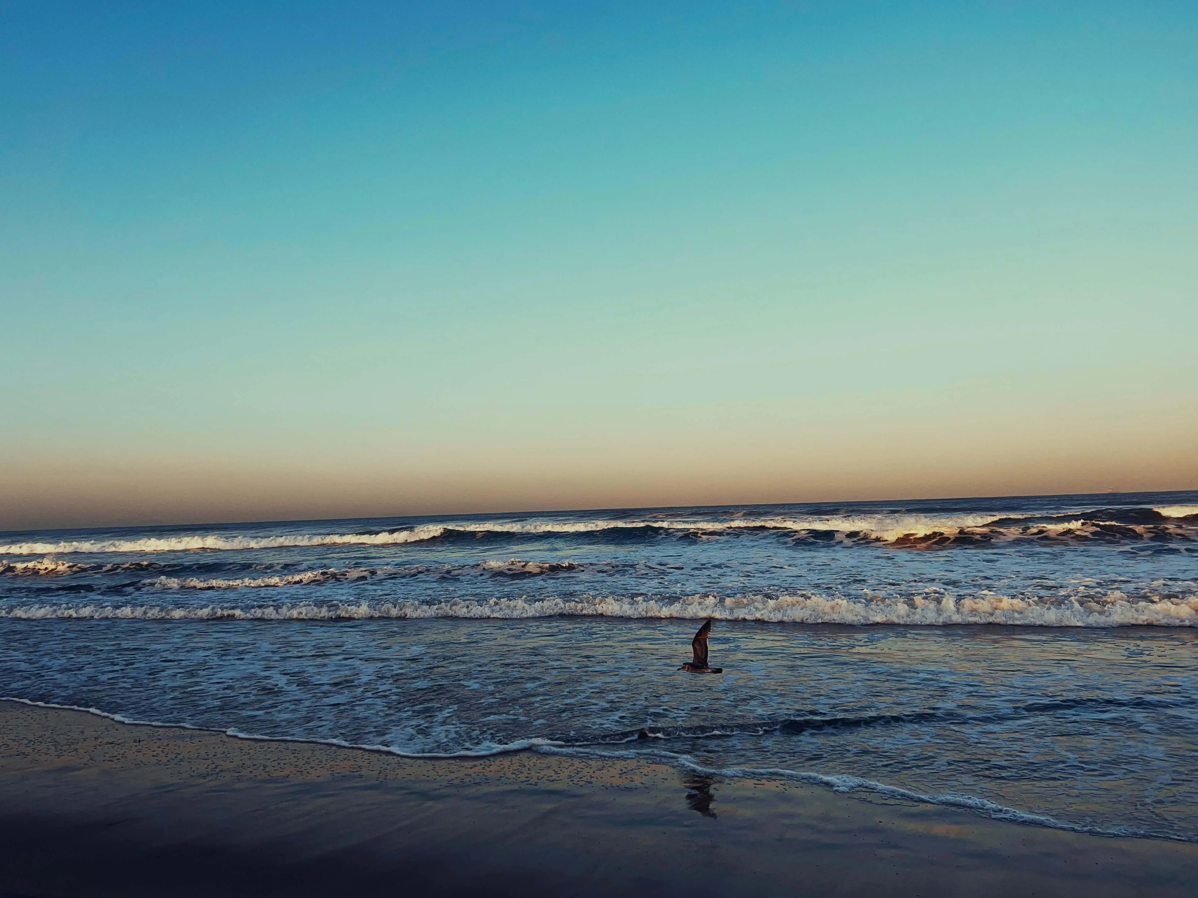 Seabird gliding above ocean waves at silver strand state beach san diego